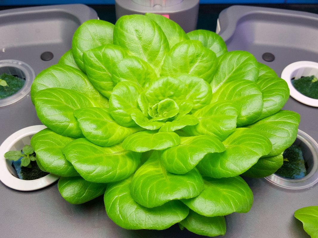 Hydro Salat